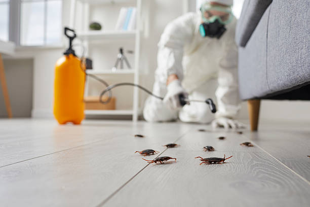 Commercial Rodent Management in El Granada